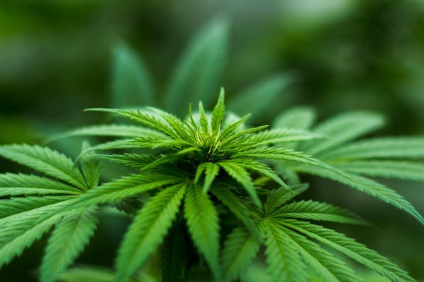 Top 5 raisons de choisir le libanais rouge comme résine cbd