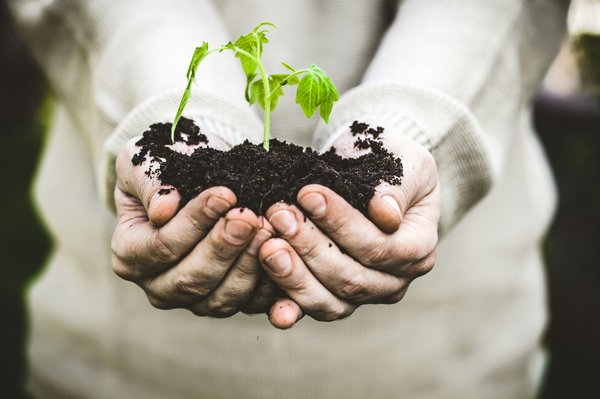 Astuces incontournables pour optimiser la culture de votre potager